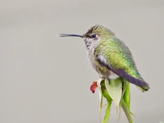 Anna's hummingbird. William Kees