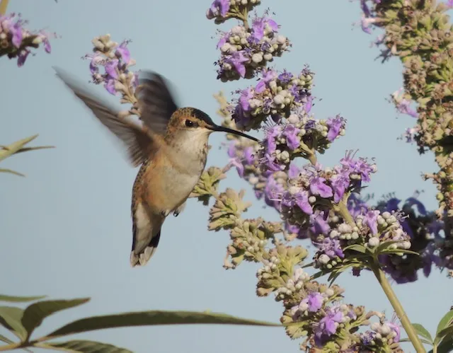 Rufous hummingbird. William Kees