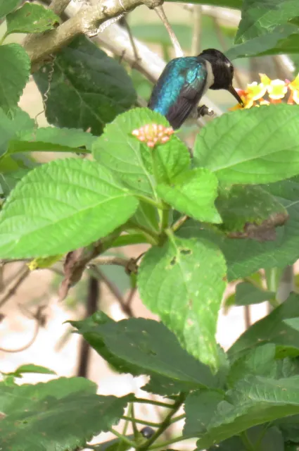 Smallest hummingbird, Vinalaes, Cuba. Jeanette Alosi