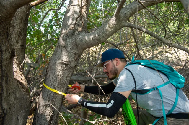 A person measures the circumference of an oak tree with measuring tape.