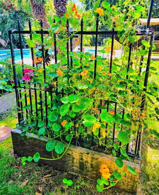 bougainvillea and nasturtium plants on a fence