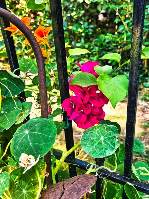 red bougainvillea and nasturtium closeup view 