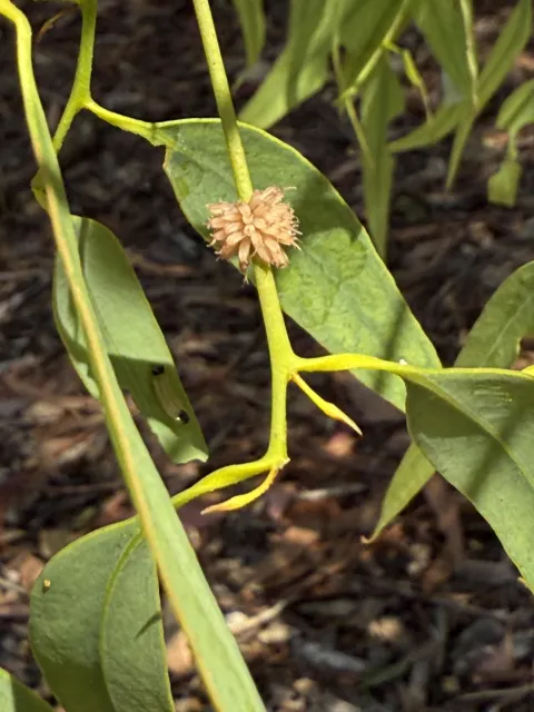 Dotted paropsine leaf beetle eggs on a leaf stem
