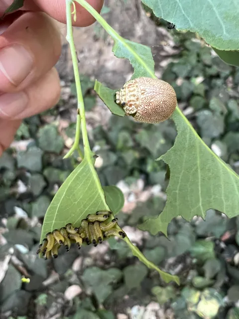 Dotted paropsine leaf beetle adult and larvae on a leaf. Chris Shogren