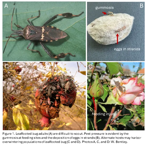 Leaffooted bug Figure1