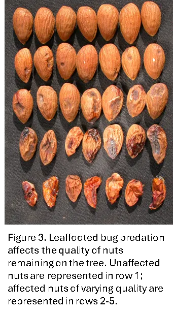 Leaffooted bug Figure3