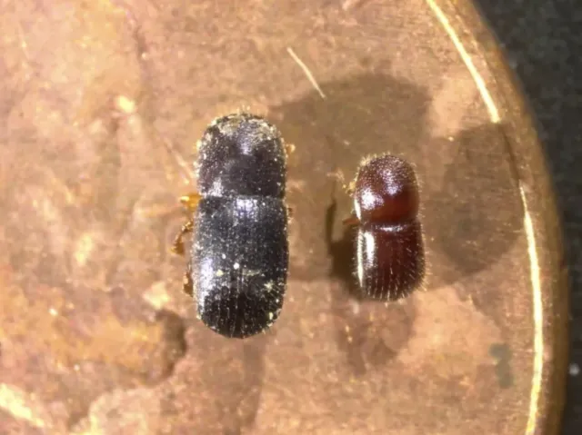 Euwallacea interjectus (left) and polyphagous shothole borer (right) on a penny for size comparison.
