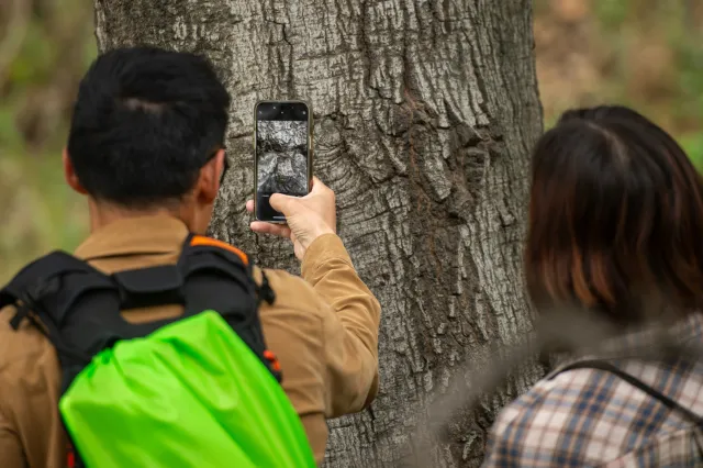 Goldspotted oak borer volunteers photograph tree bark.