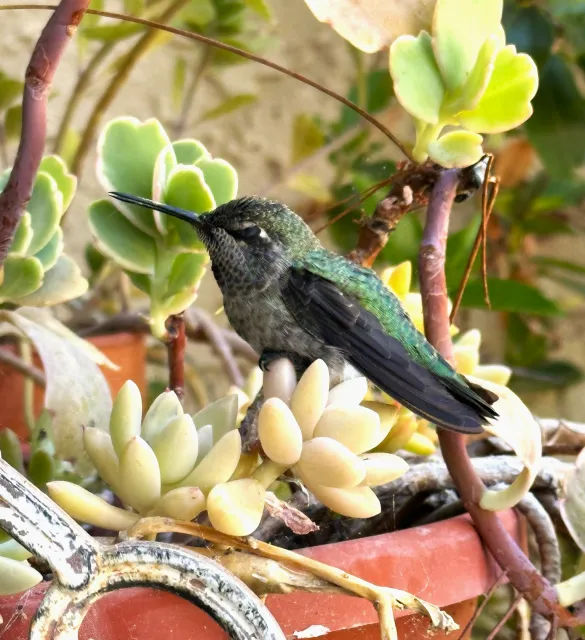 hummingbird on succulent in a pot