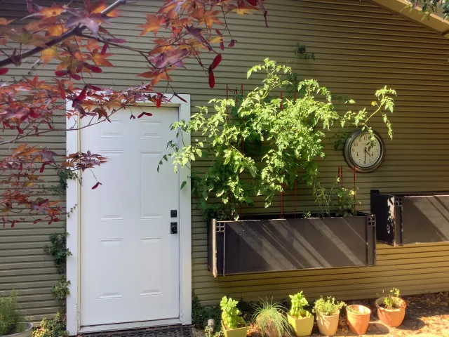 Elinor Teague's tomatoes