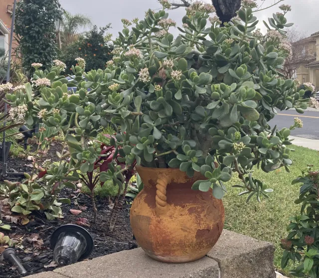 green jade plant in a pot