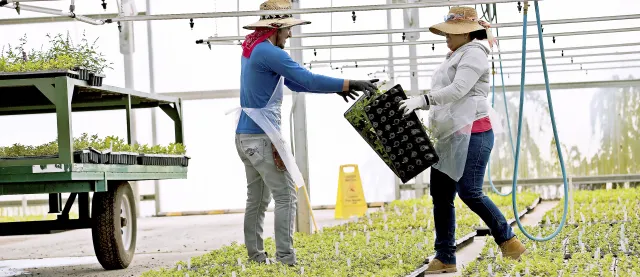 Two people working together in a nursery