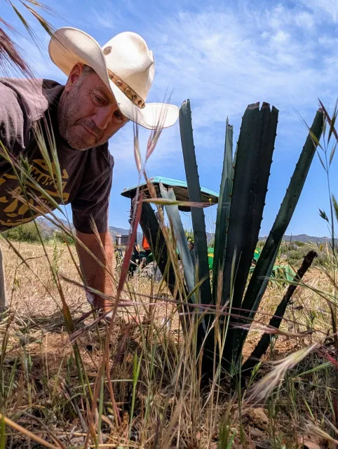A man with a cowboy hat bends over an agave plant growing on a farm.