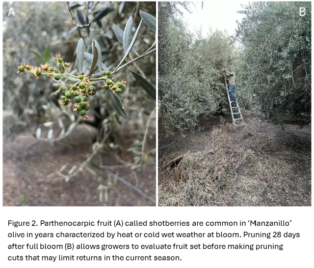 Olive Alternate Bearing Fig 2