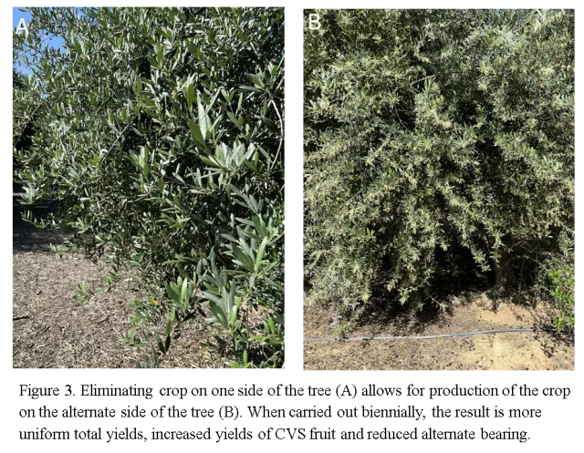 Olive Alt Bearing Fig 3