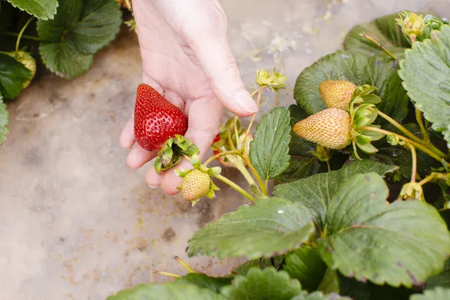 Strawberry in a persons hand
