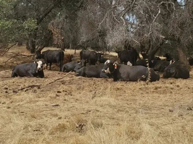 Las vacas descansando en un pastizal