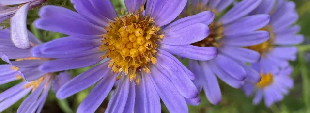 Aster chilensis ‘Purple Haze’