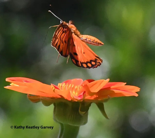 A Gulf Fritillary lifts off from a Mexican sunflower, Tithonia rotundifola. (Photo by Kathy Keatley Garvey)