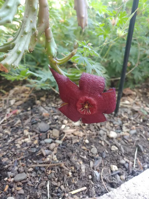 maroon, star-shaped stapelia flower