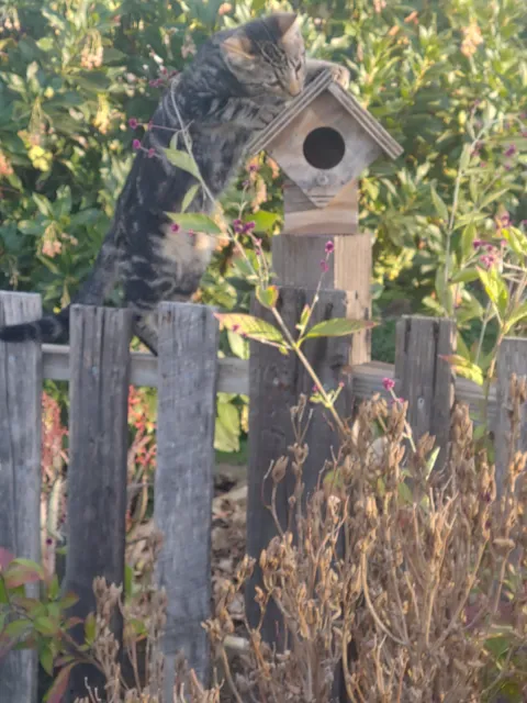 Boomer the cat atop a birdhouse
