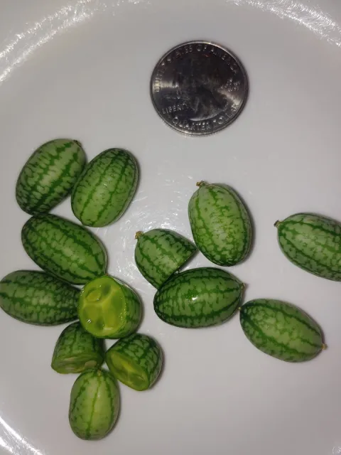 small, watermelon-looking cucumbers