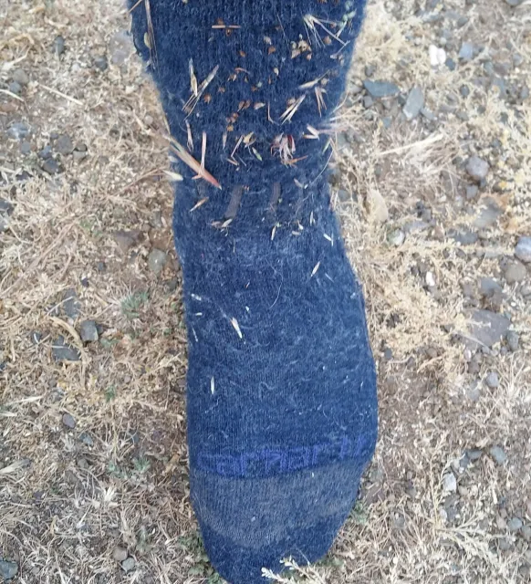 A socked foot standing on dry grass. Seeds are stuck to the sock.