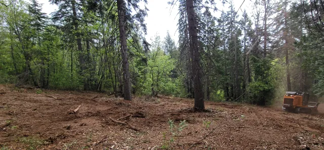 forestland post-mastication treatment