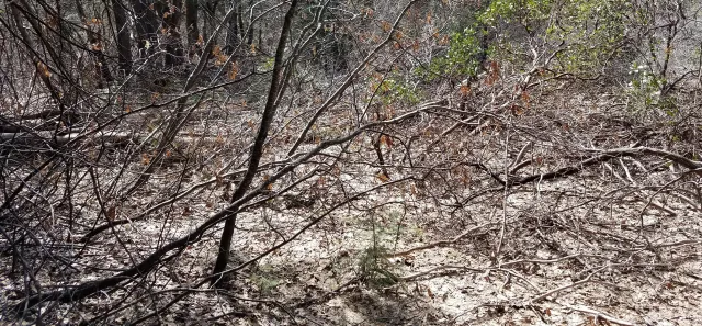 Forestland pre mastication treatment