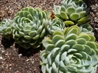 green succulents called hens and chicks