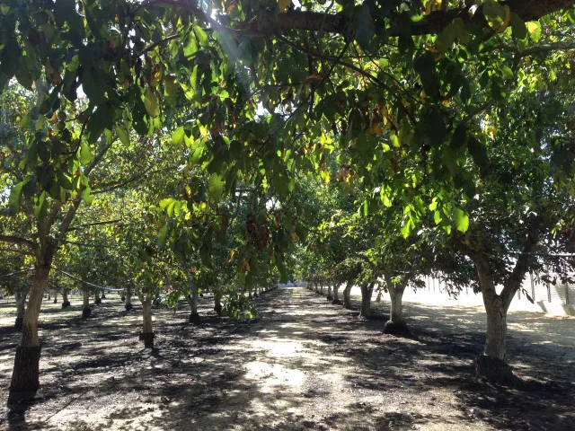 Walnut Fields in the Sacramento Valley (Ellen Bruno)