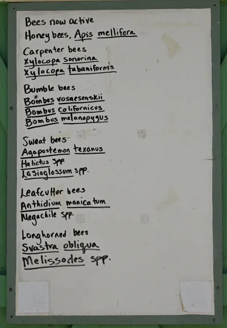 What you may see in the UC Davis Bee Haven. (Photo by Kathy Keatley Garvey)