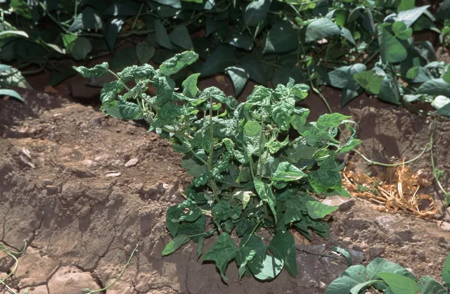 Bean plant stunted & distorted from Beet Curly Top virus. Jack Kelly Clark, UC IPM Program
