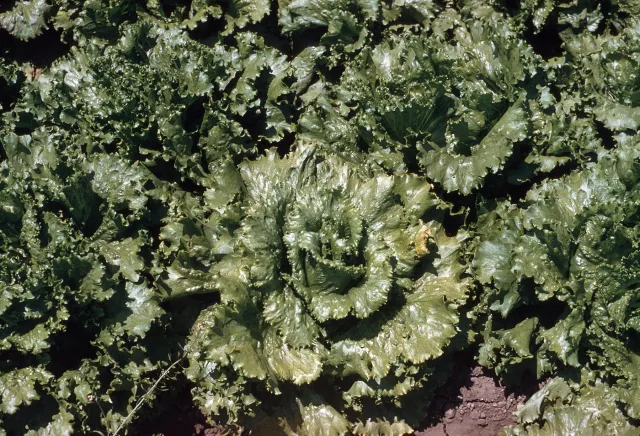 Lettuce Mosaic Virus on lettuce. Dennis H. Hall, UC IPM Program