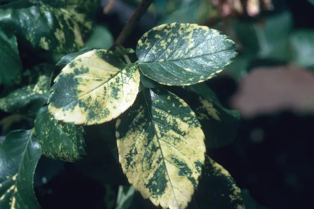 Rose Mosaic Virus on rose leaves. Jack Kelly Clark, UC IPM Program