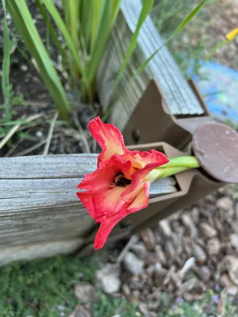 gladiola flower with a bee sitting inside