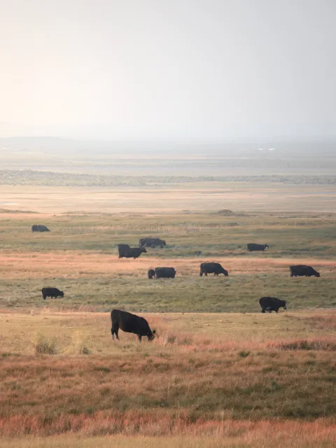 Cattle grazing across a field