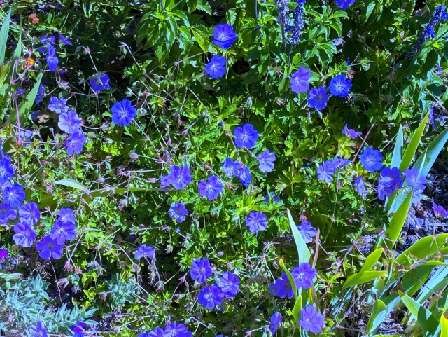 flowering cranesbill geranium