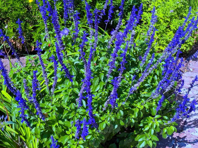 "Spires of Blue" sage blooming in garden