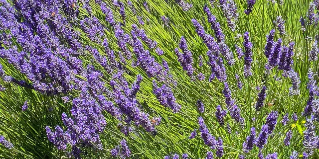 flowering English lavender