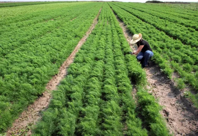 Emily Jane Freed crouches in a field of dill at Jacobs Farm/del Cabo, Inc. in Santa Cruz County