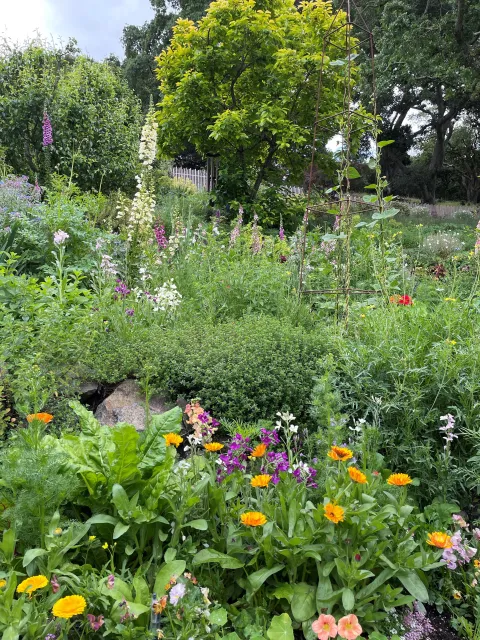 Nasturtiums, violas, and calendula tucked in with edible greens and herbs
