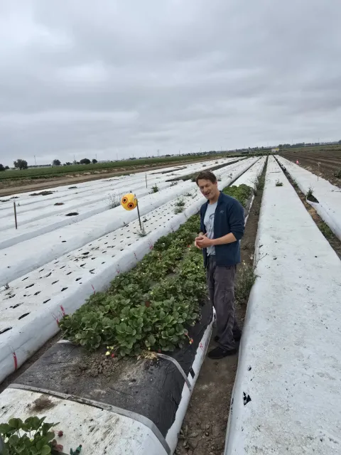 researcher at strawberry field