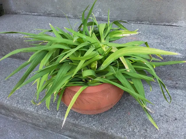 pot with overgrown foliage