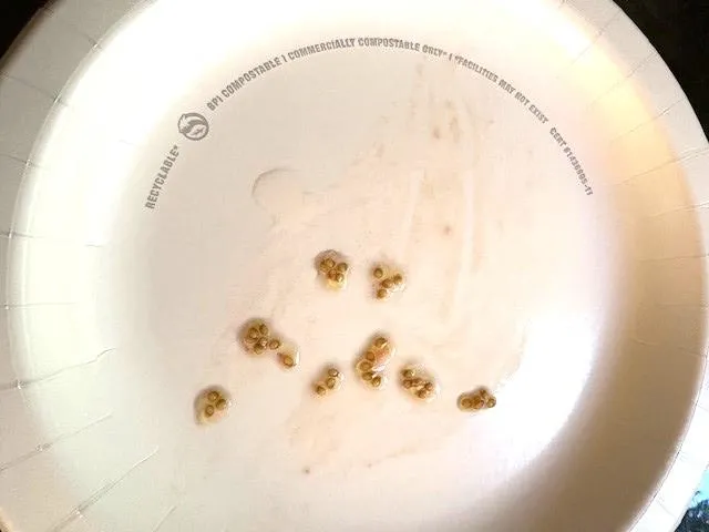 Tomato seeds trying on paper plate