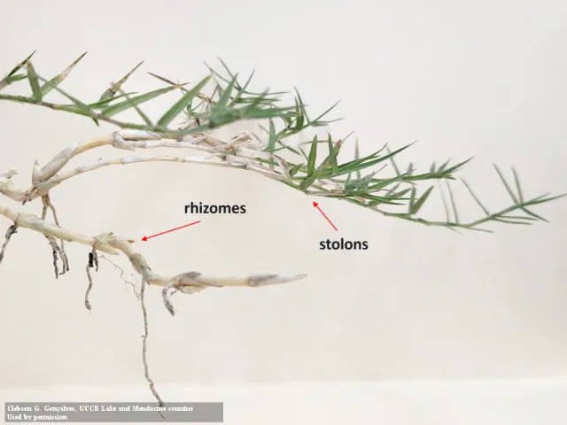 Stringy pale grass stems with green leaves on the ends. The word rhizomes with a red arrow pointing to the pale stem. The word stolons with a red arrow pointing to the base of the green leaves.