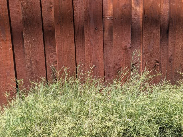 A stand of weedy grass with many five-part flower heads growing against a redwood fence.