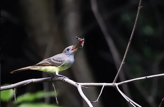 A bird preying on a spotted lanternfly adult.