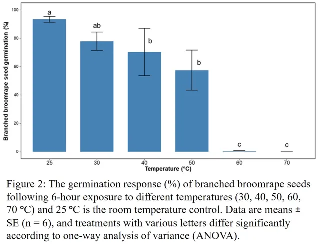 broomrape seed response to high temps