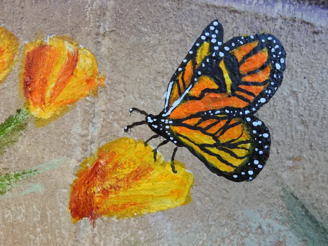 Joi McNeil's monarch nectaring poppies. (Photo by Kathy Keatley Garvey)